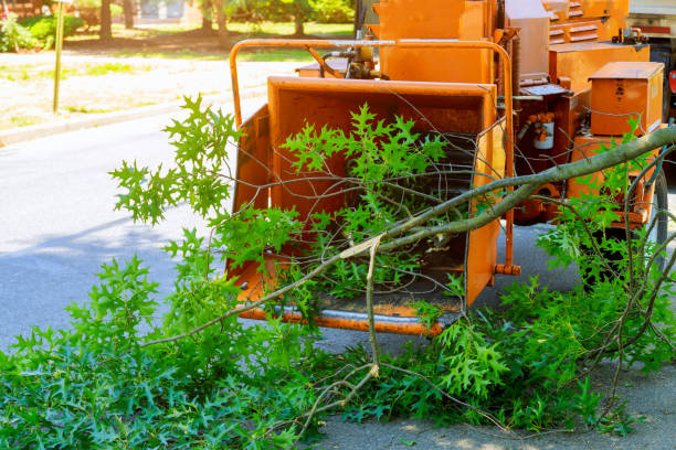  Reiffton, PA Tree Care Services Pros