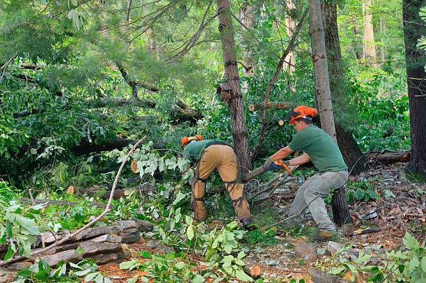 Best Tree Risk Assessment  in Reiffton, PA