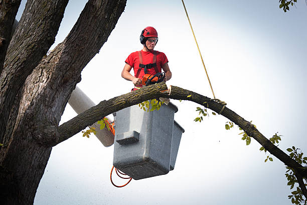 Best Palm Tree Trimming  in Reiffton, PA