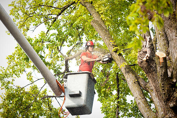 Best Tree Removal  in Reiffton, PA