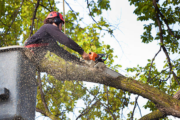 Best Tree Cabling and Bracing  in Reiffton, PA